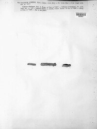 Calicium abietinum image